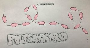 Polysakkarid | Domestic Science